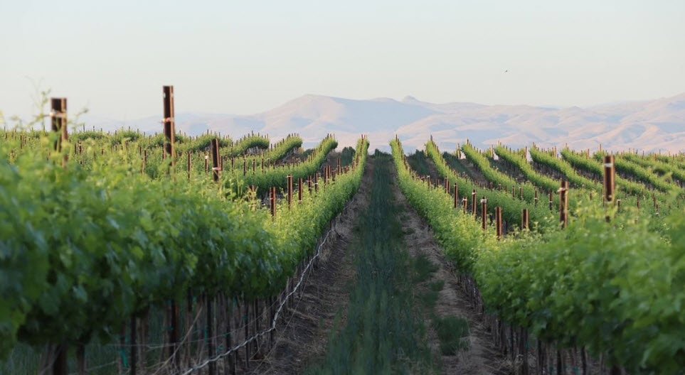 SCORIA Vineyards, Idaho, USA
